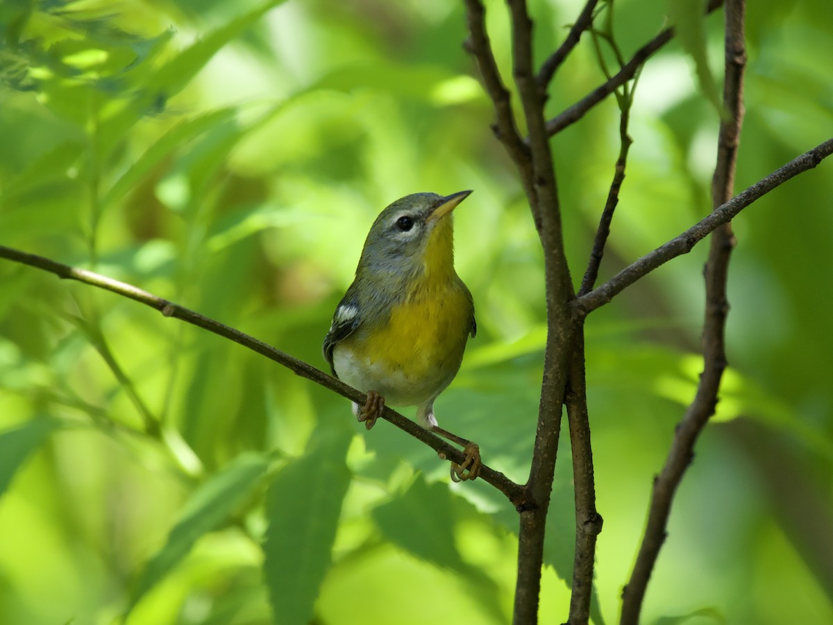 Northern Parula - ML644559854