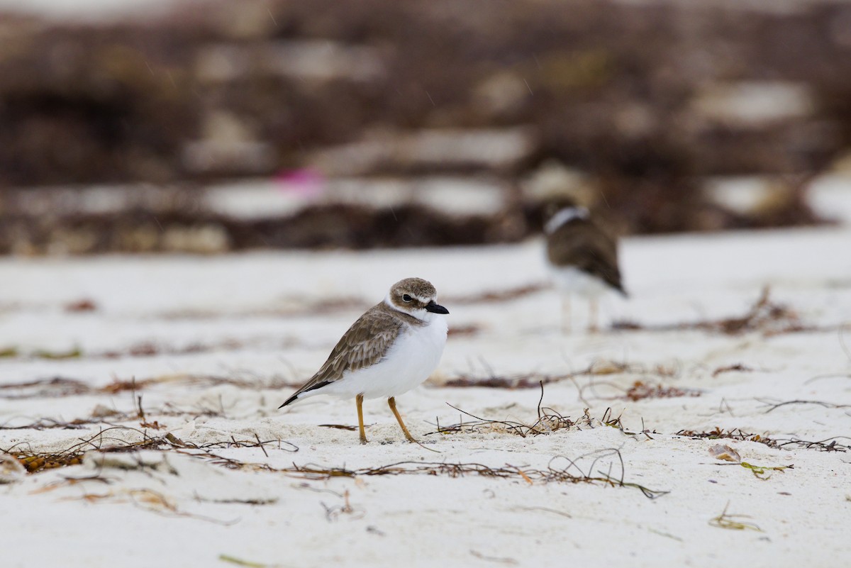 Wilson's Plover - ML644559856
