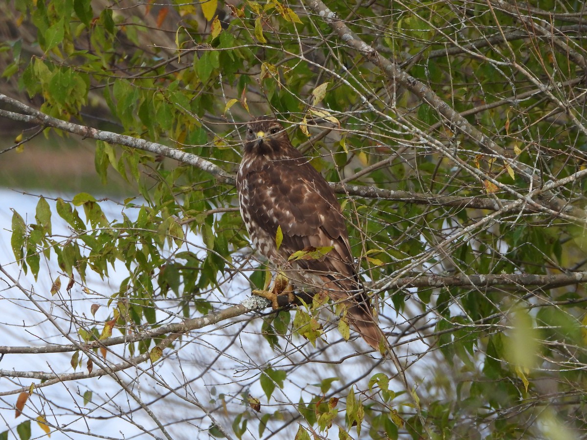 Red-shouldered Hawk - ML644559863