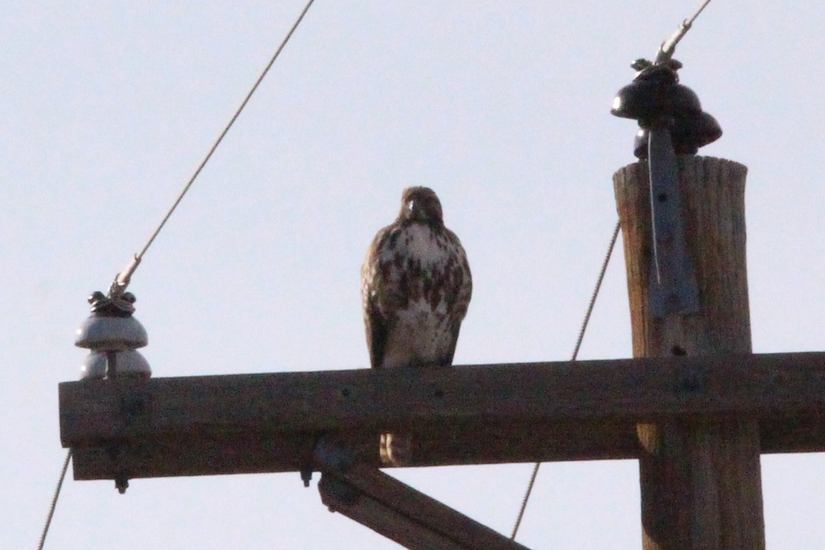 káně rudochvostá - ML644559865