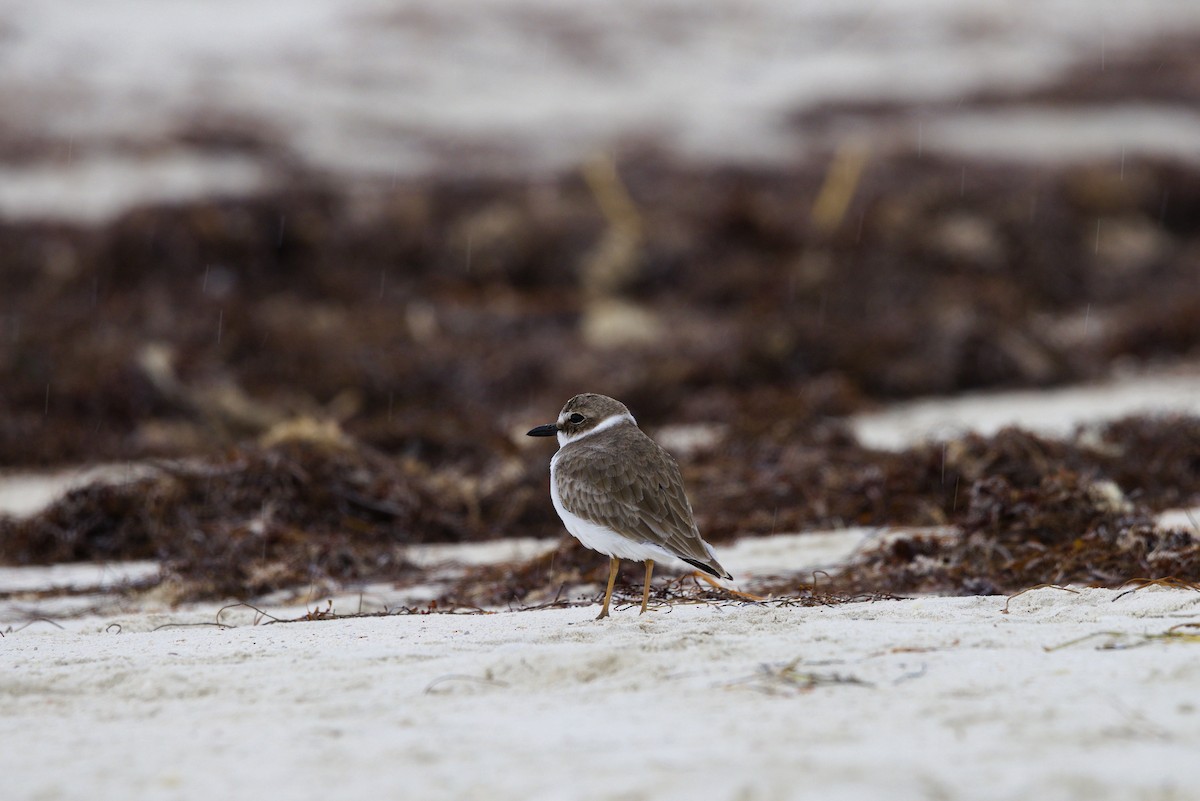 Wilson's Plover - ML644559867