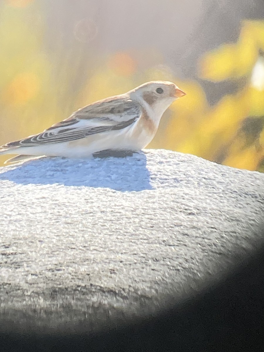 雪鵐 - ML644559869