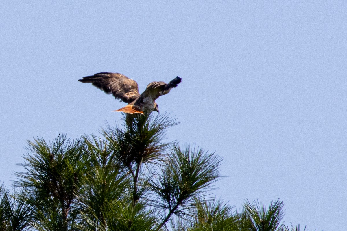 káně rudochvostá - ML644559870