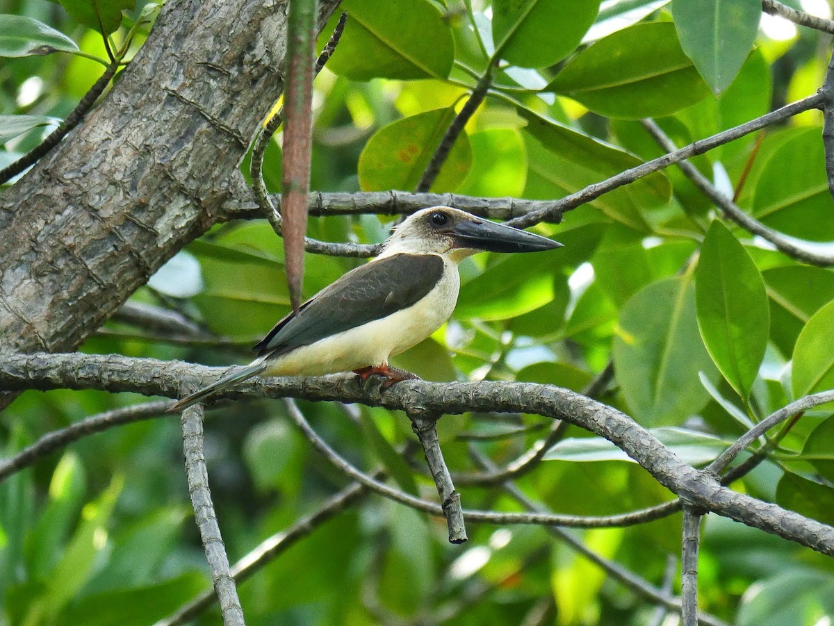 Great-billed Kingfisher - ML644559871