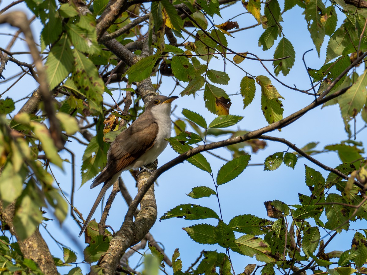 キバシカッコウ - ML644559883