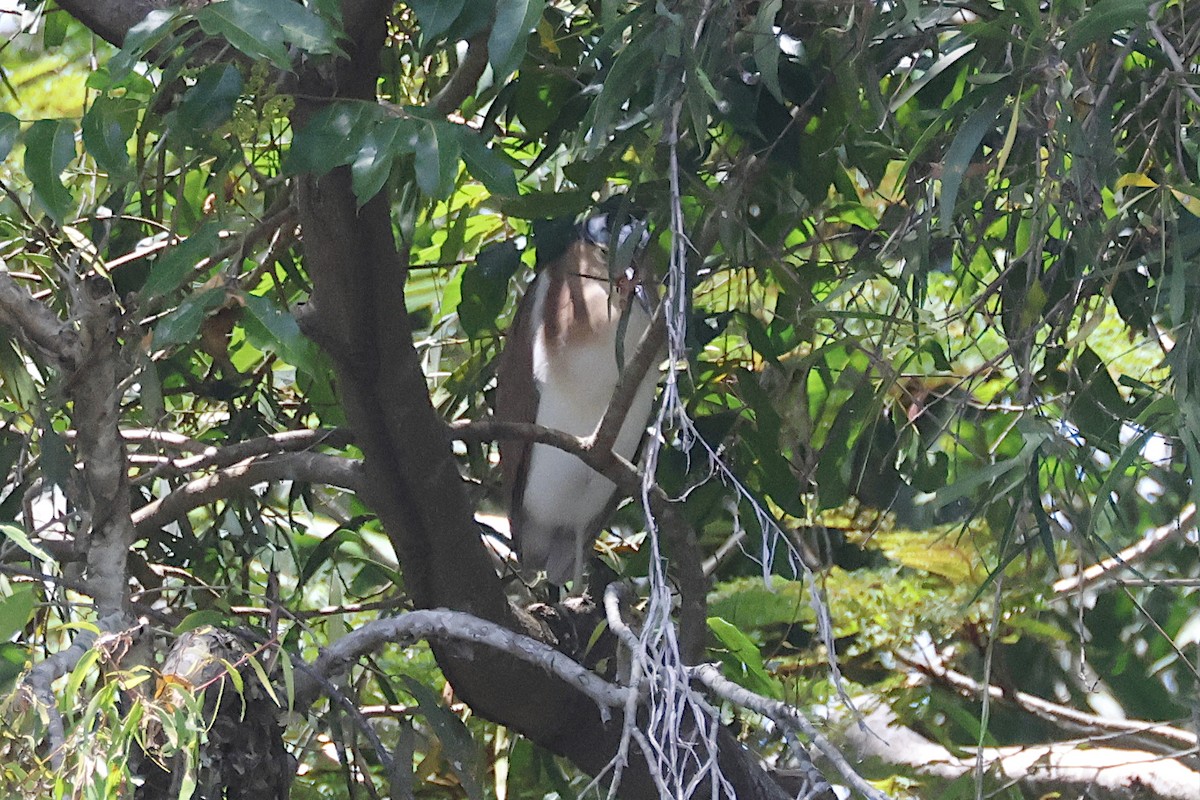 Nankeen Night Heron - ML644559884