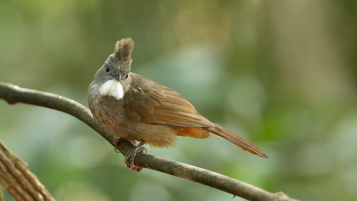 Penan Bulbul - ML644559886