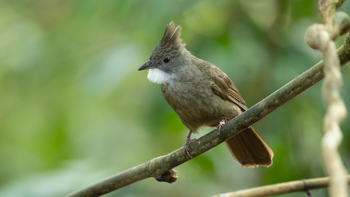 Penan Bulbul - ML644559887