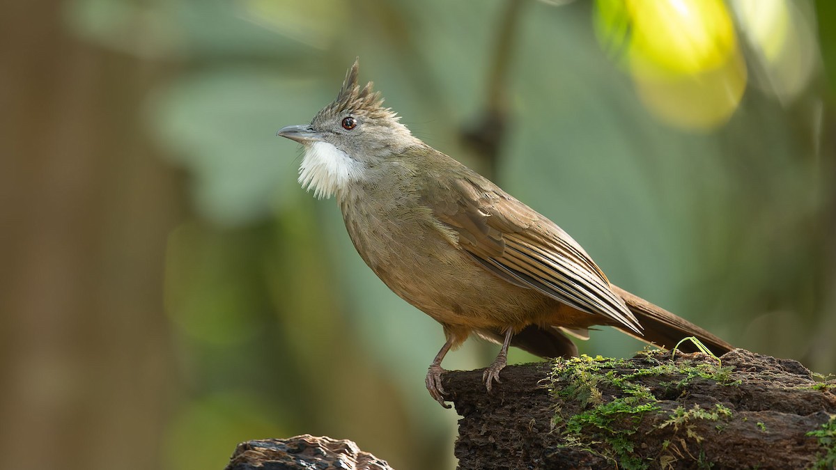 Penan Bulbul - ML644559888