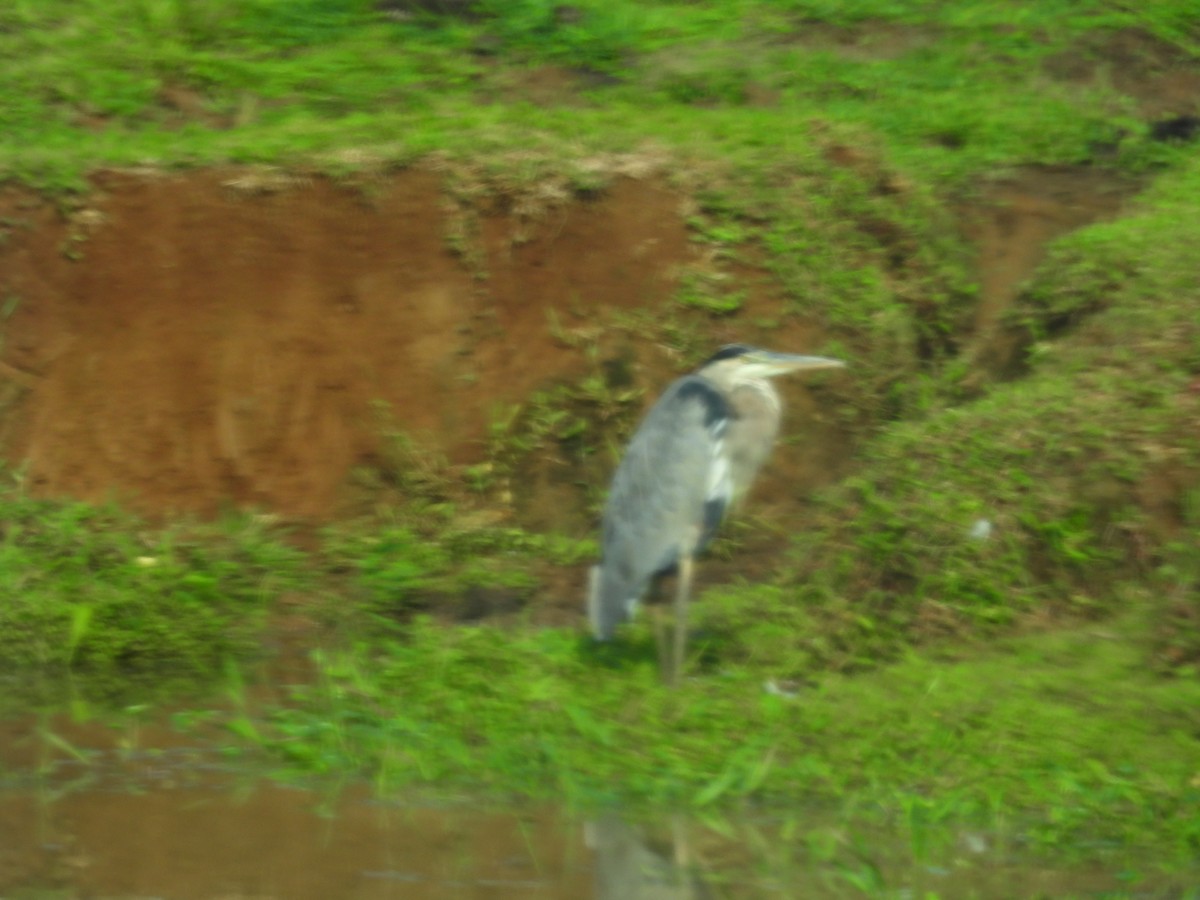 Great Blue Heron - ML644559892