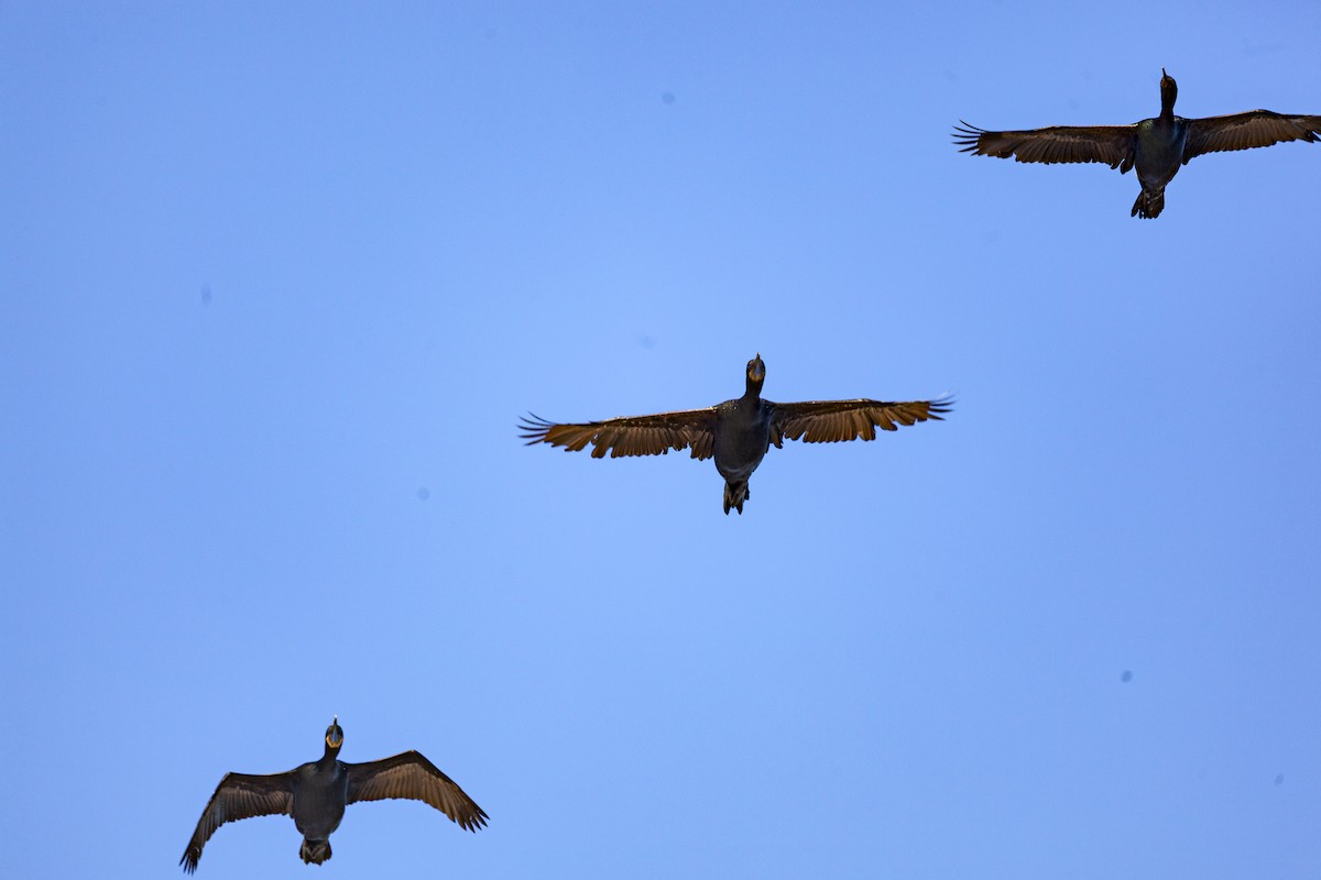 Pelagic Cormorant - ML644559900