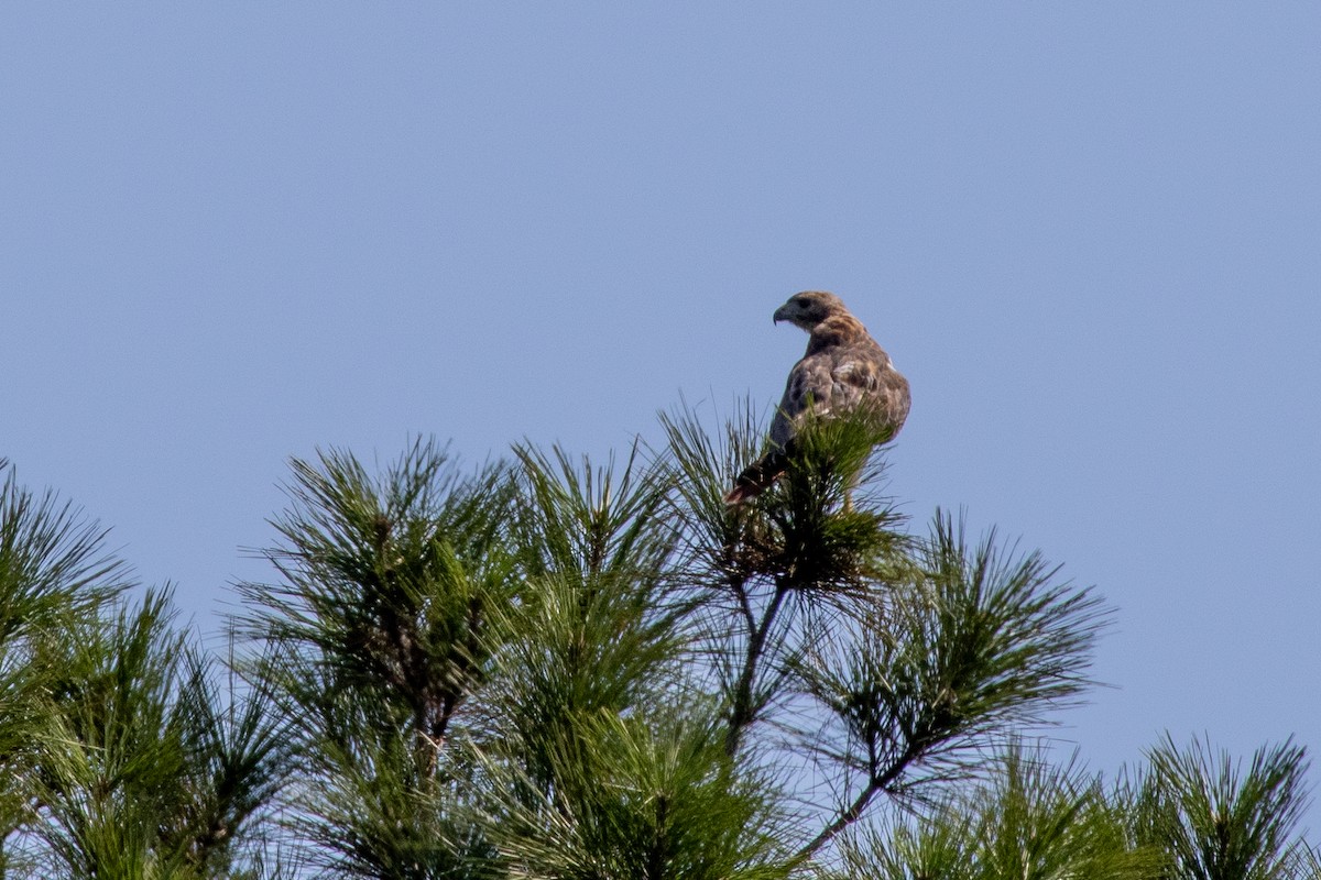 káně rudochvostá - ML644559903