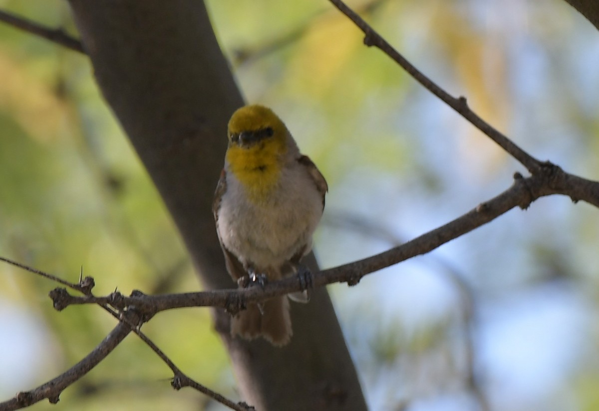 Verdin - ML644559908