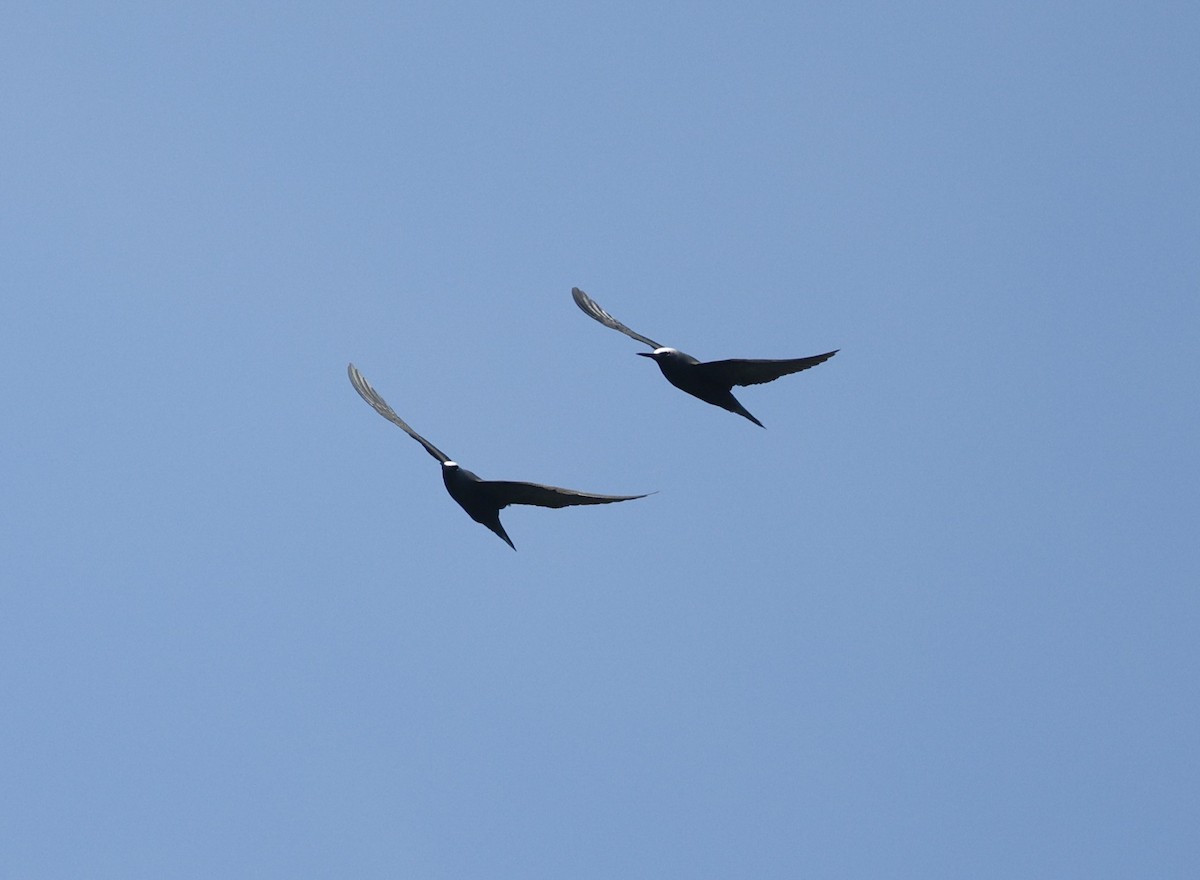 黑玄燕鷗 - ML644559915