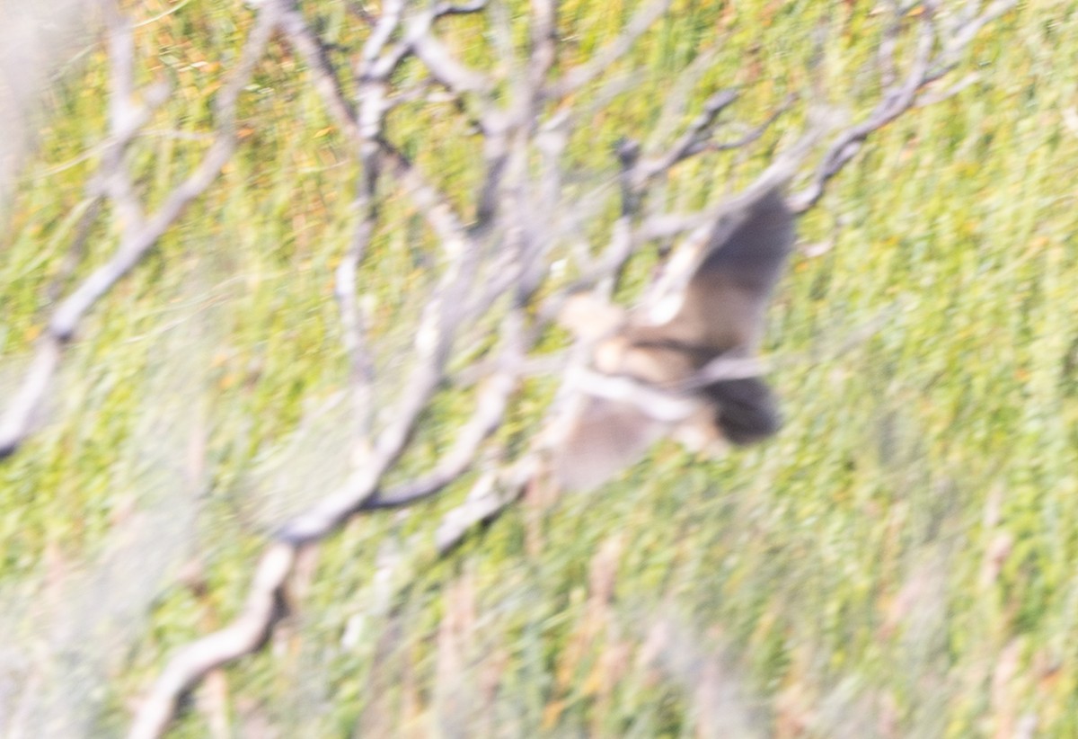 ヨーロッパウズラ - ML644559916