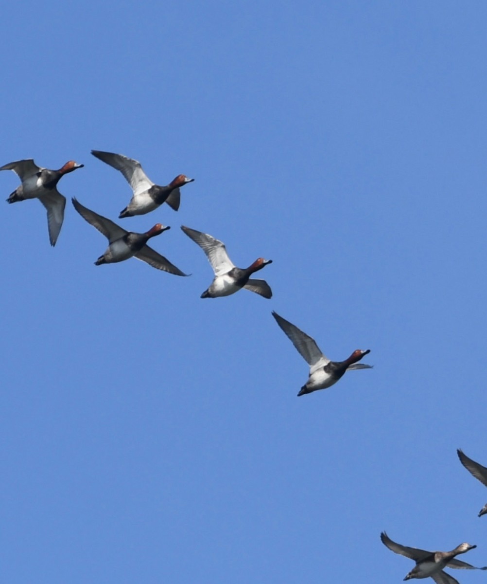 Porrón Americano - ML644559917