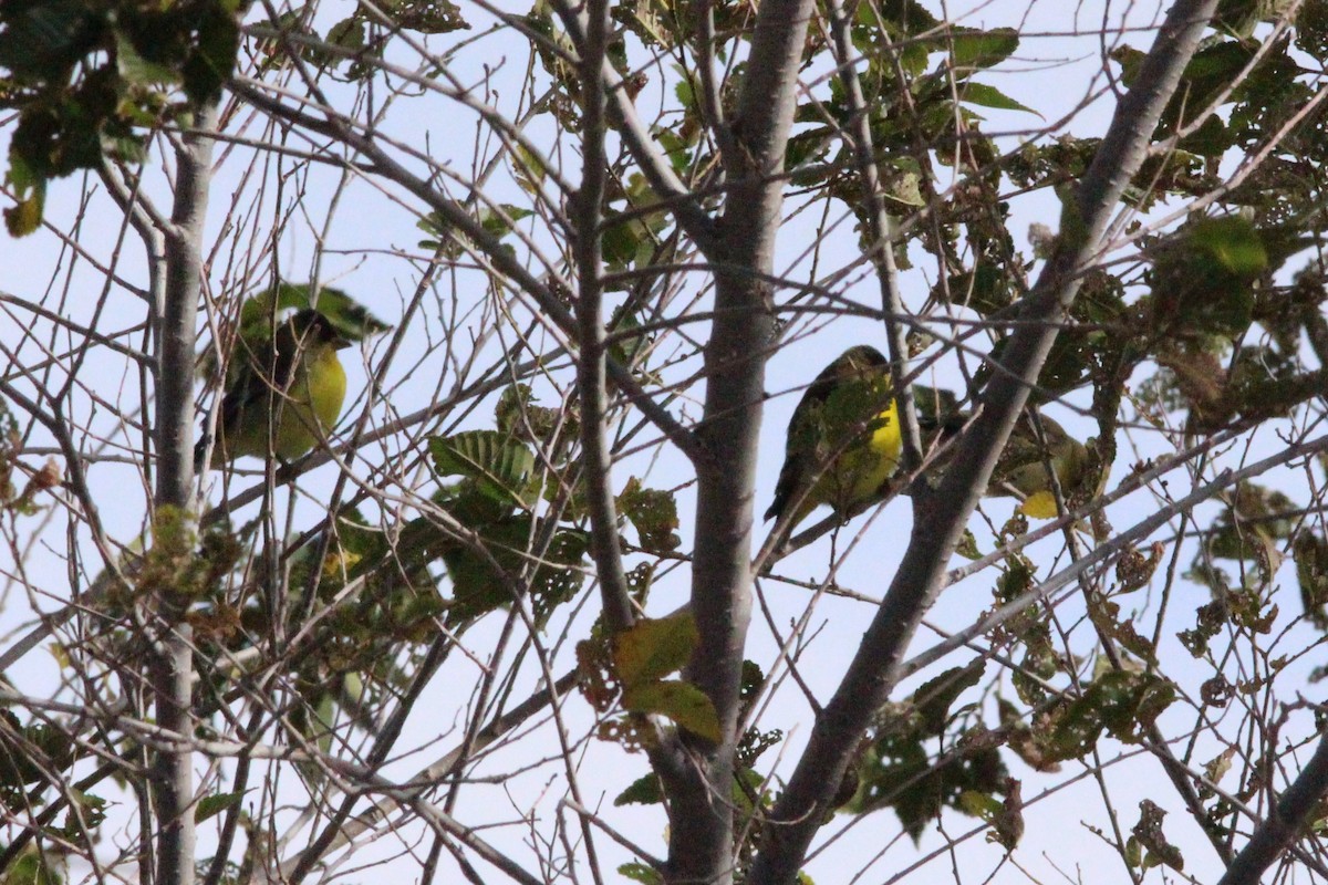 Lesser Goldfinch - ML644559918