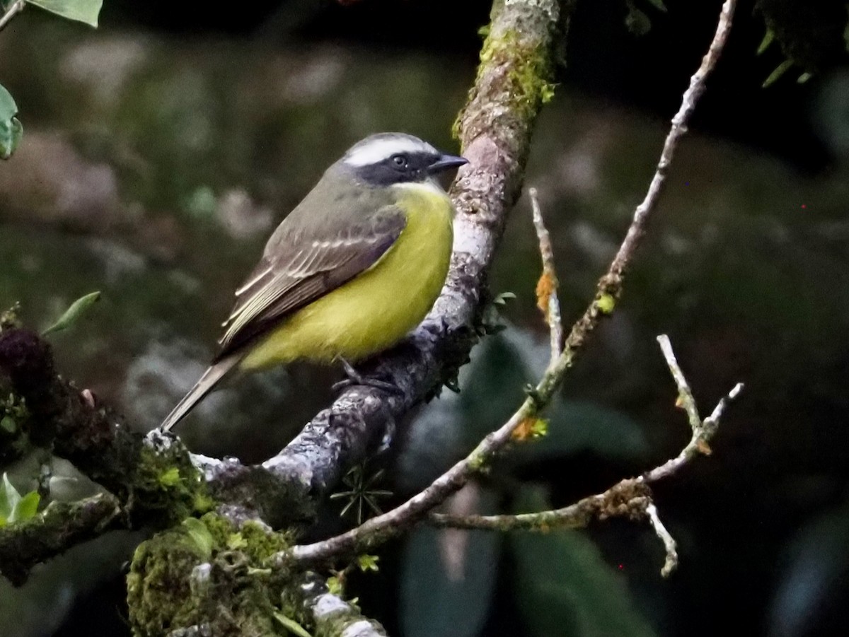Social Flycatcher - ML644559919