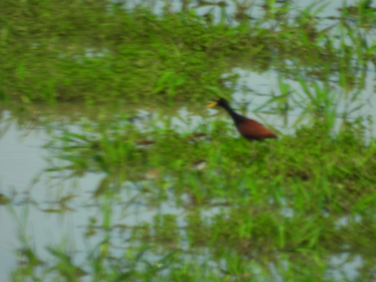 Northern Jacana - ML644559920