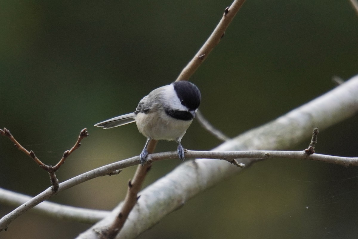 Carolina Chickadee - ML644559921