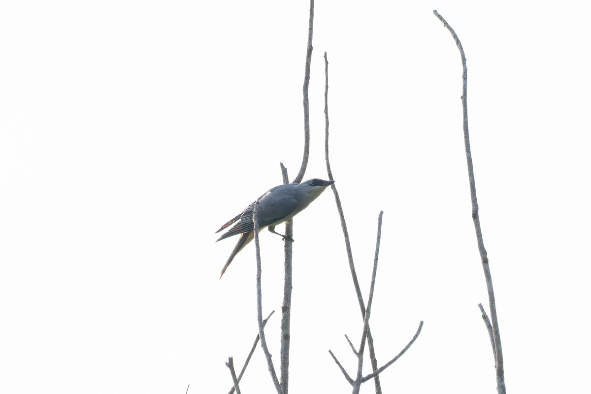White-bellied Cuckooshrike - ML644559922