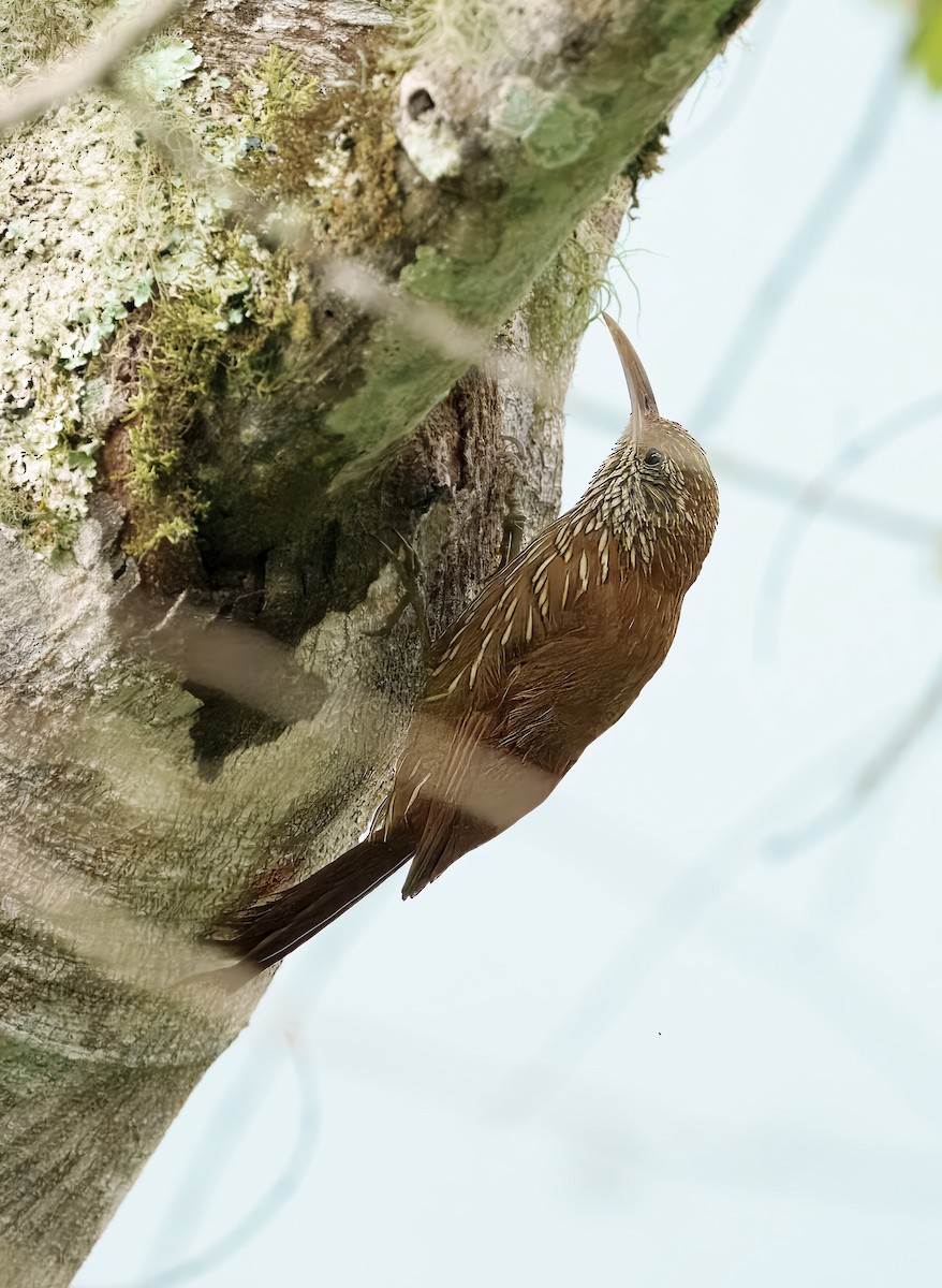 Montane Woodcreeper - ML644559924