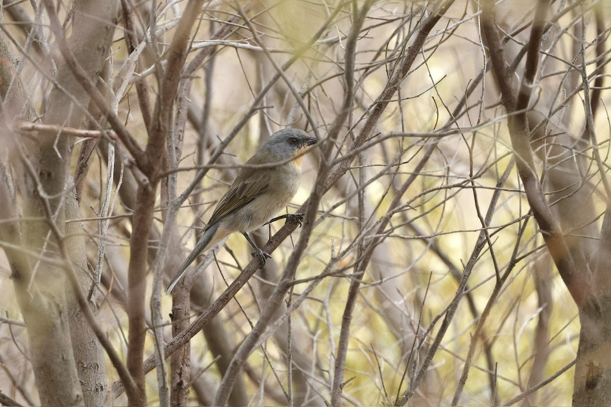 Gilbert's Whistler - ML644559925