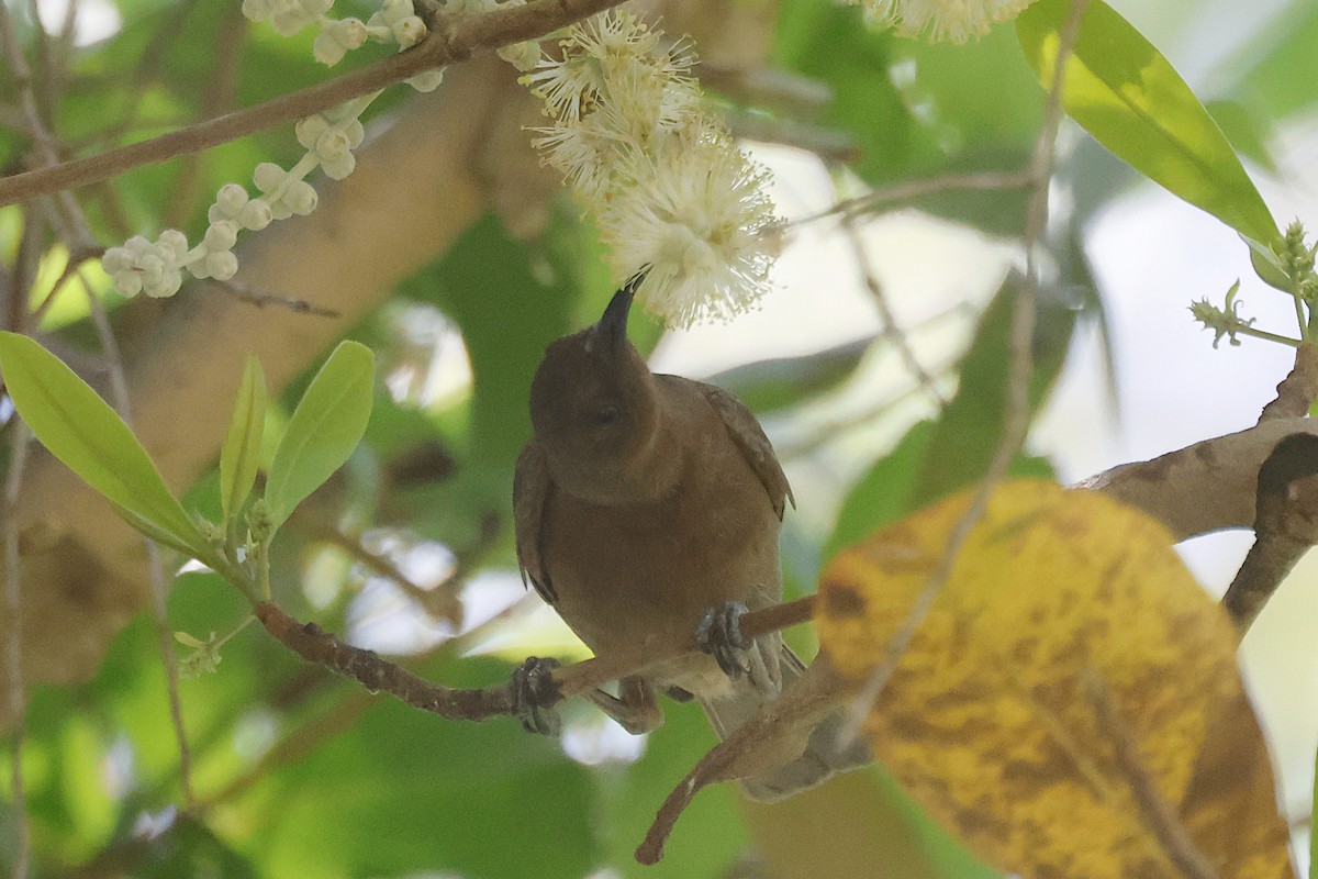 Dusky Myzomela - ML644559926