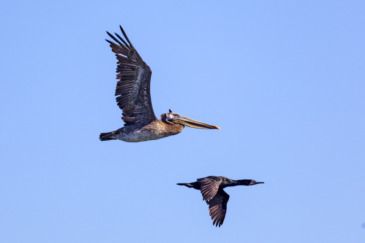 海鸕鷀 - ML644559927