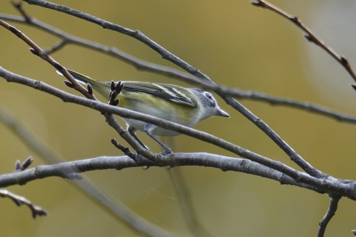 Blue-headed Vireo - ML644559928