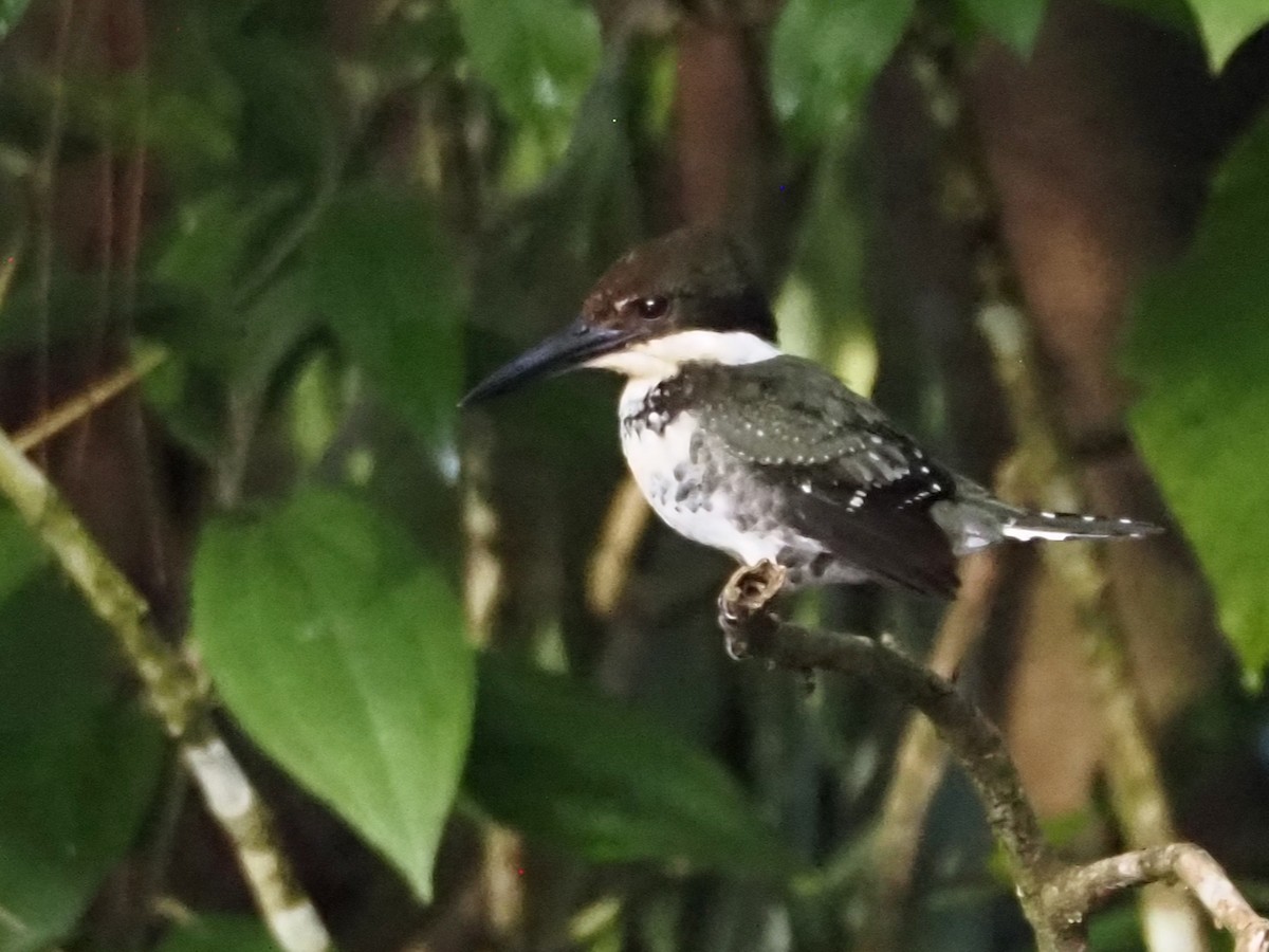 Green Kingfisher - ML644559930