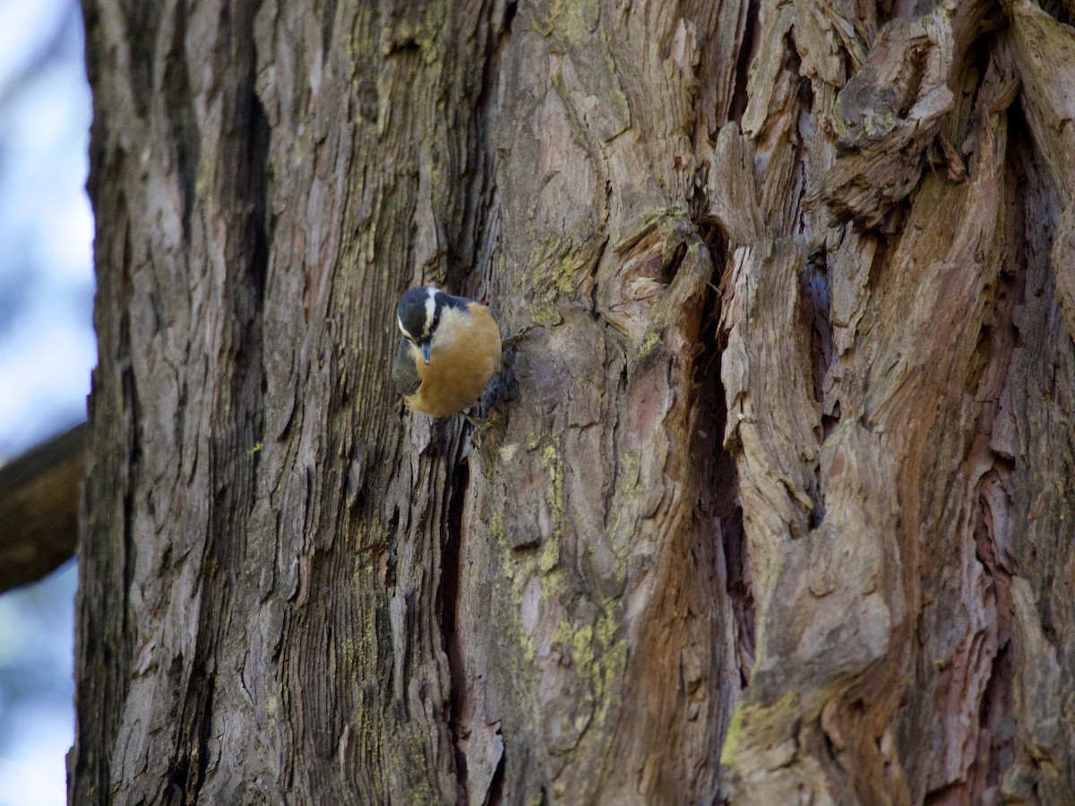 Red-breasted Nuthatch - ML644559931
