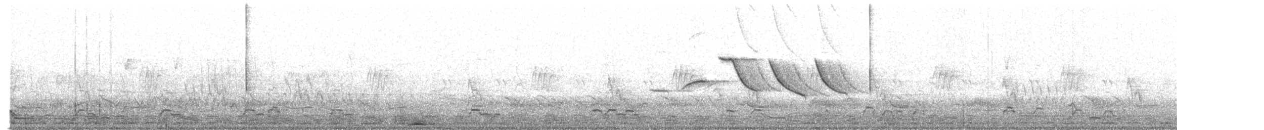 Black-necked Swan - ML644559932