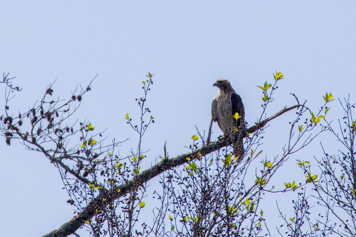 Red-tailed Hawk - ML644559933