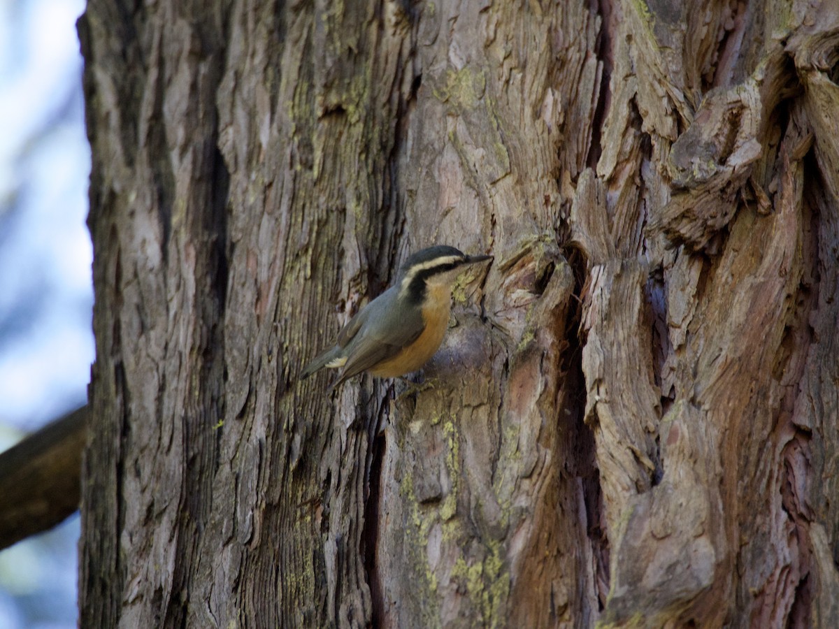 Red-breasted Nuthatch - ML644559934