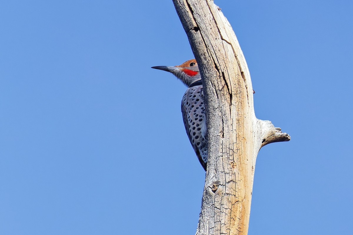 Northern Flicker (Red-shafted) - ML644559936