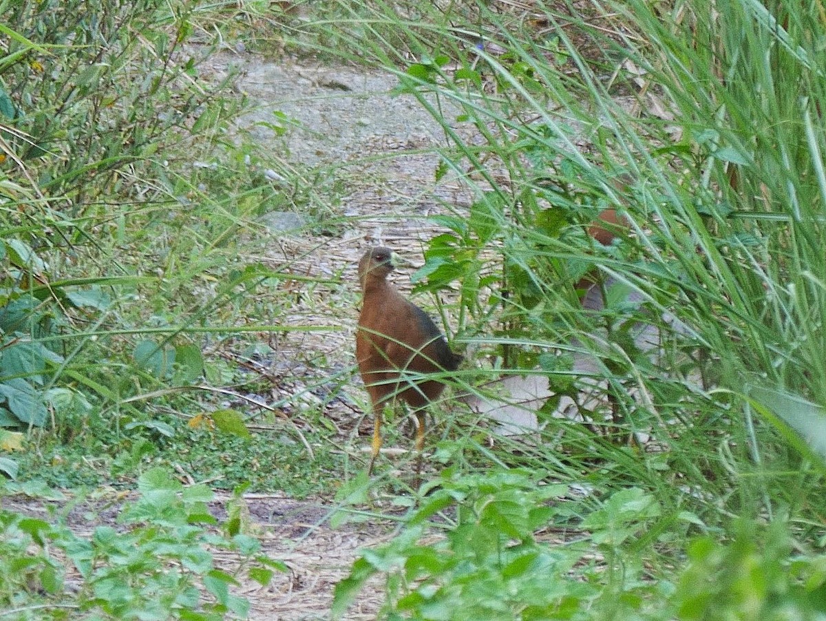 Isabelline Bush-hen - ML644559937