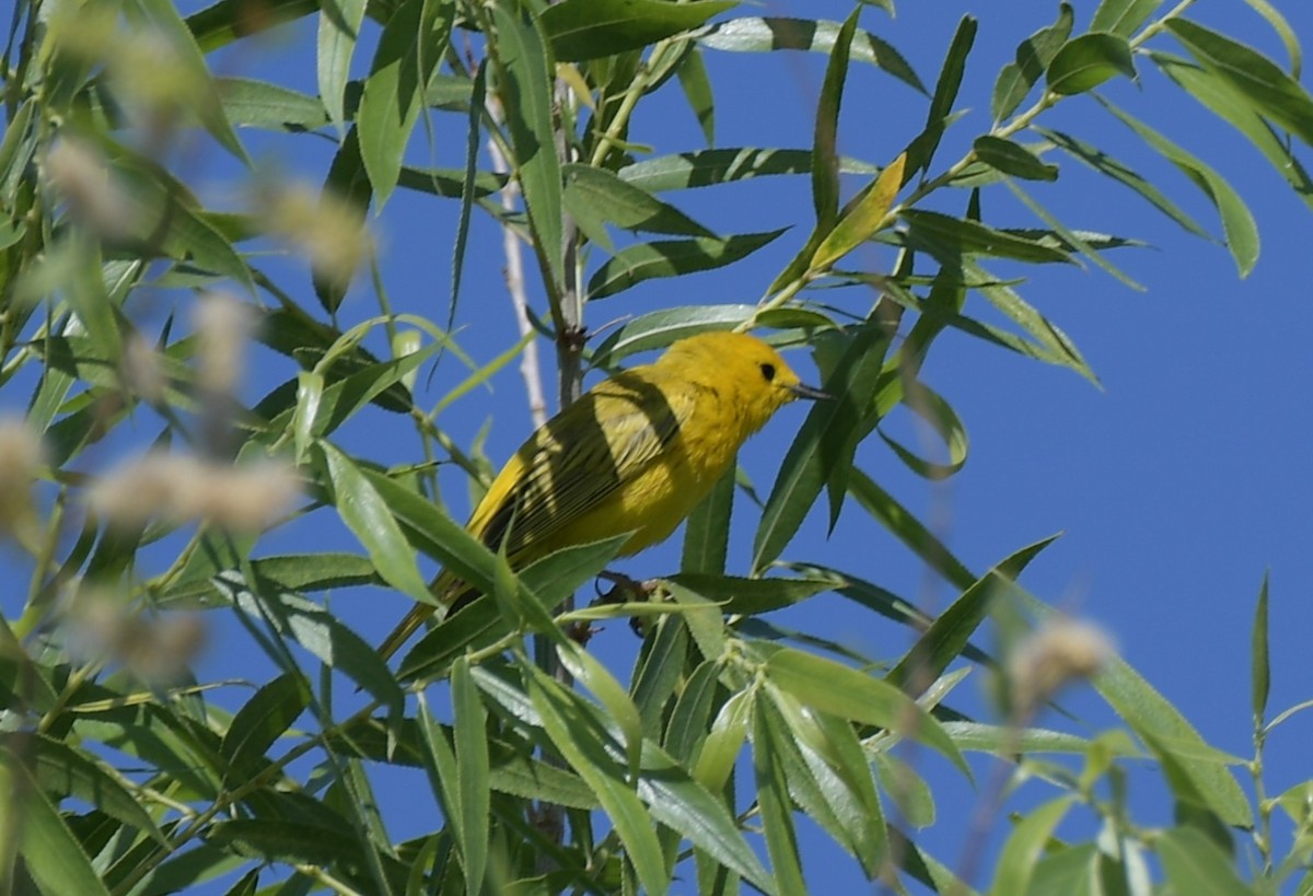 Northern Yellow Warbler - ML644559938