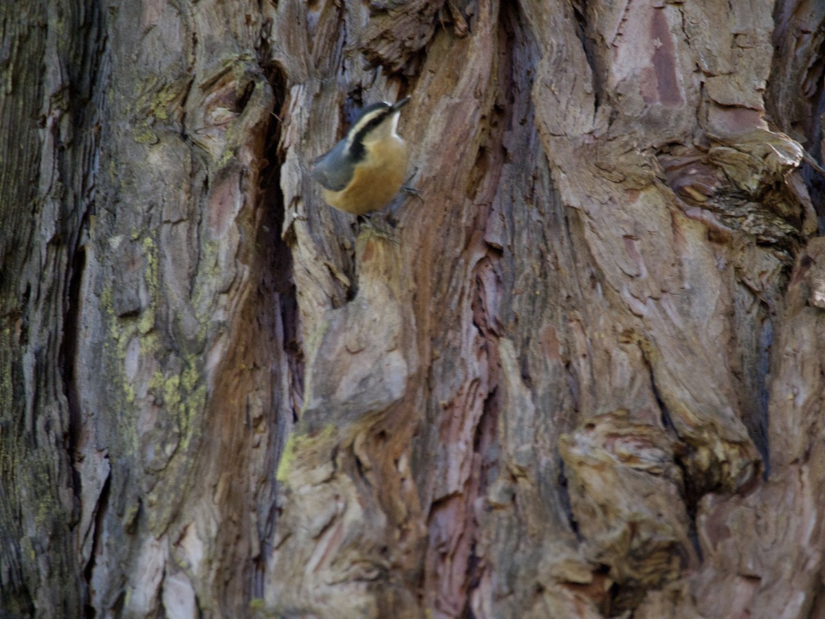 Red-breasted Nuthatch - ML644559939