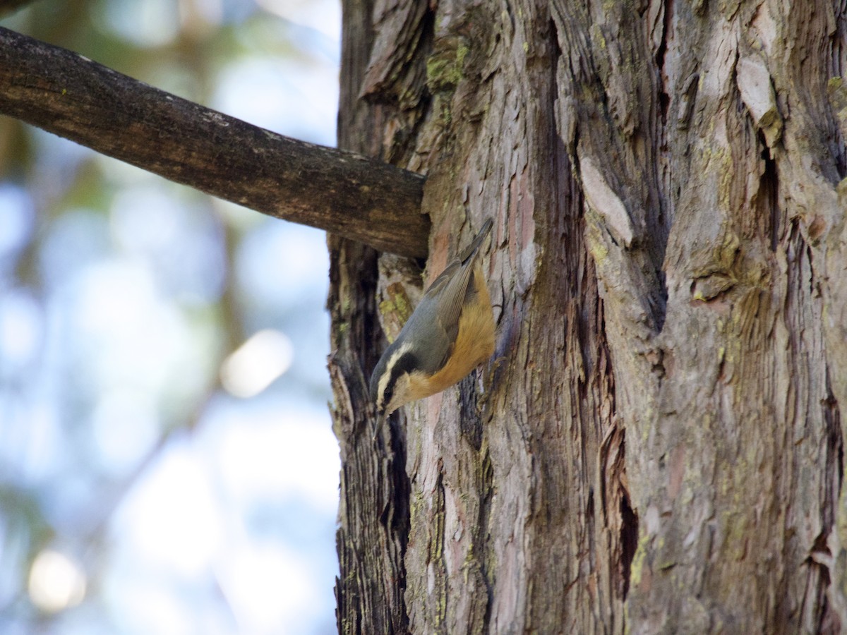 Red-breasted Nuthatch - ML644559940