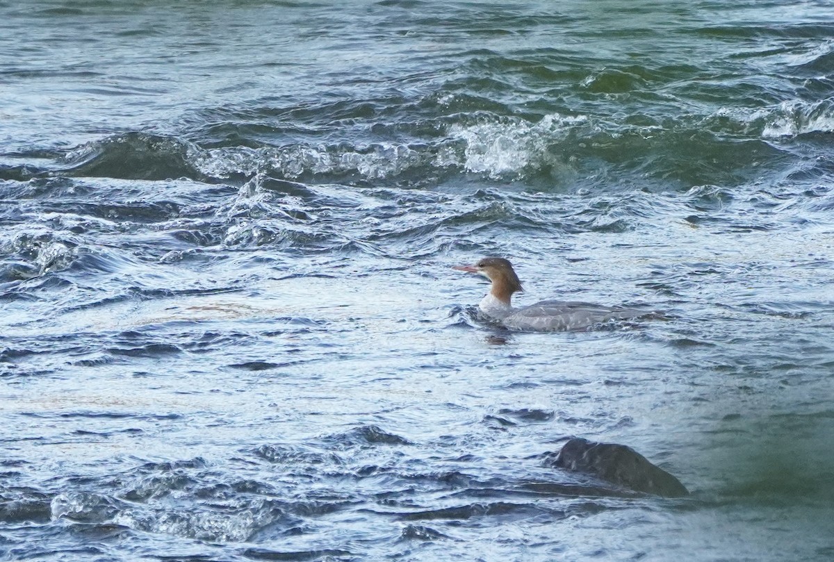 川秋沙 - ML644559942