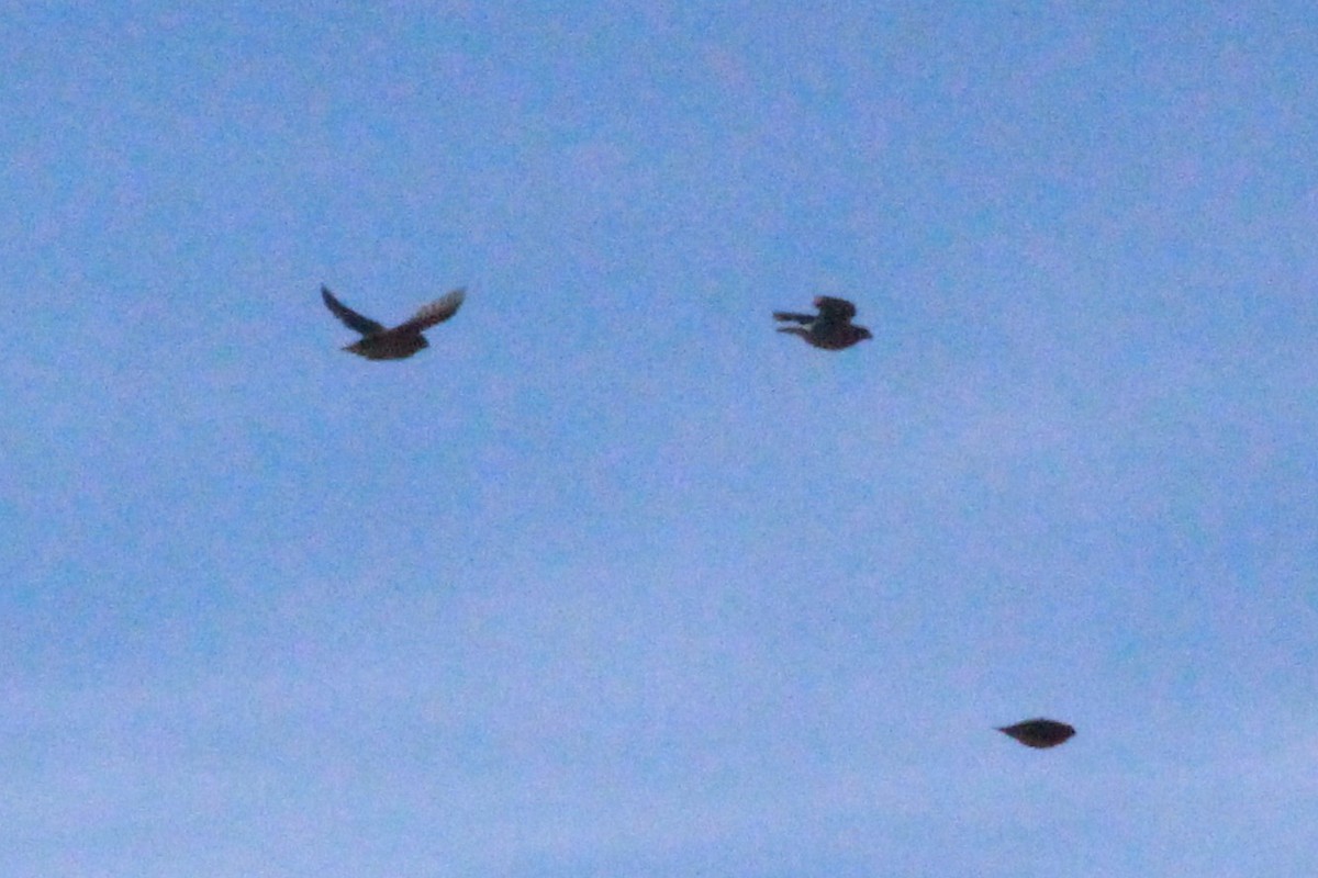 Cedar Waxwing - ML644559943