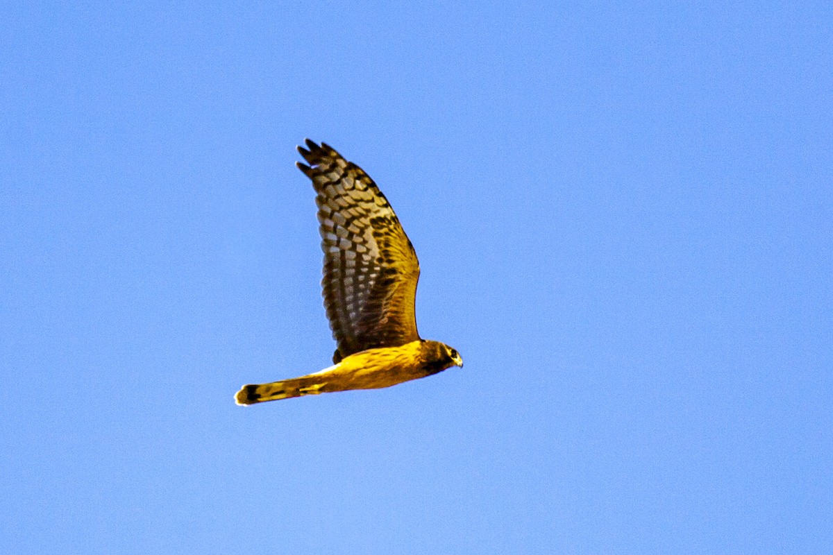 Northern Harrier - ML644559944