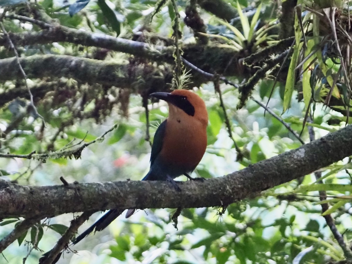 Motmot roux - ML644559945