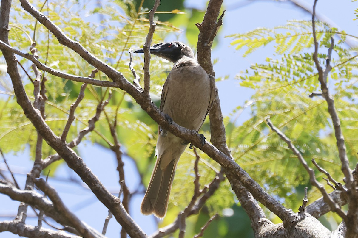 Helmeted Friarbird - ML644559946