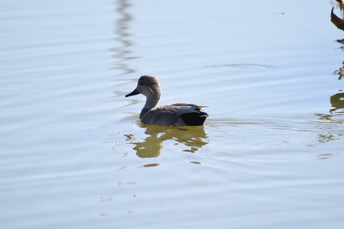 赤膀鴨 - ML644559947