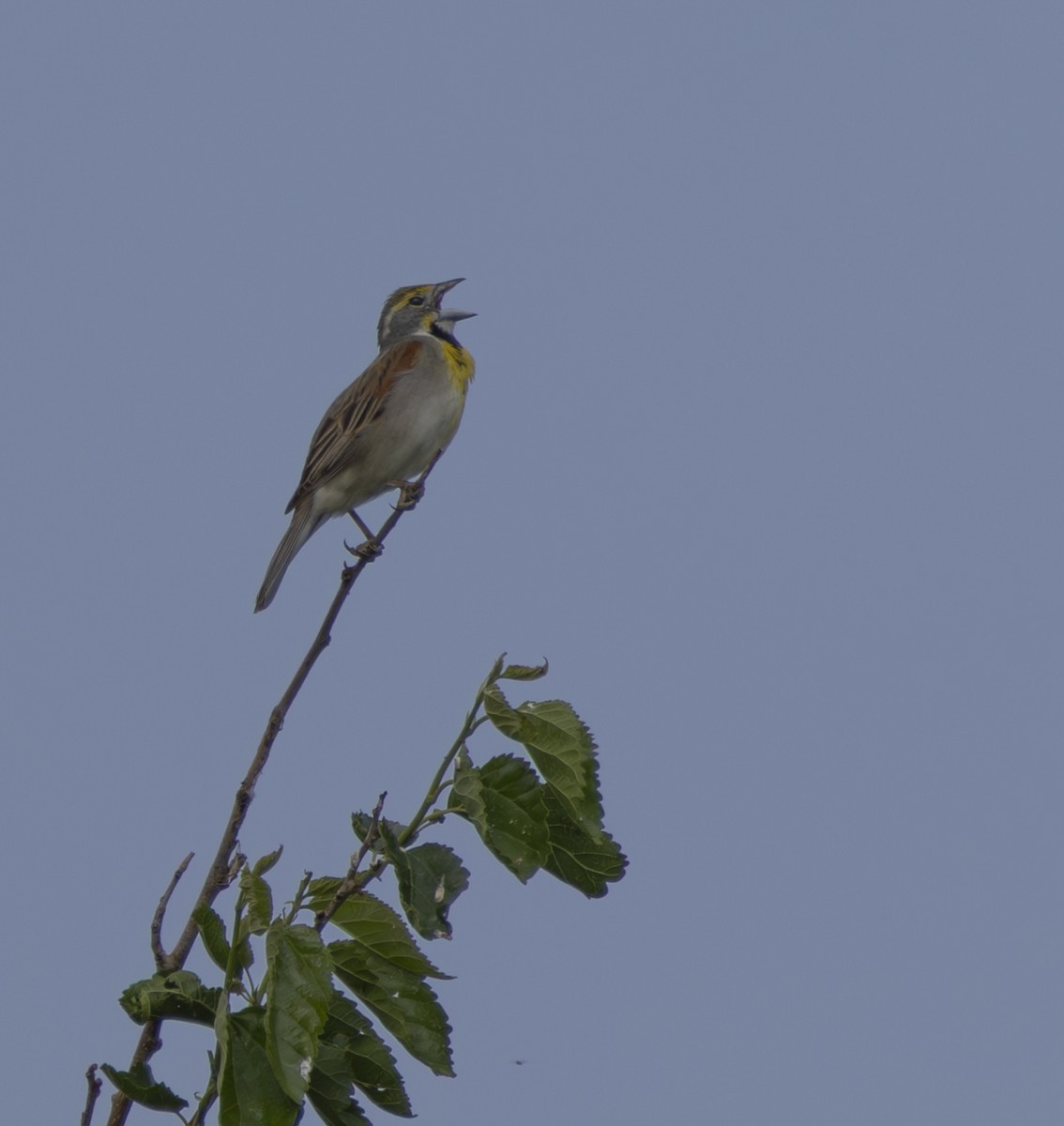 Dickcissel - ML644559948
