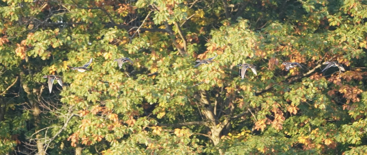 kachnička karolínská - ML644559949