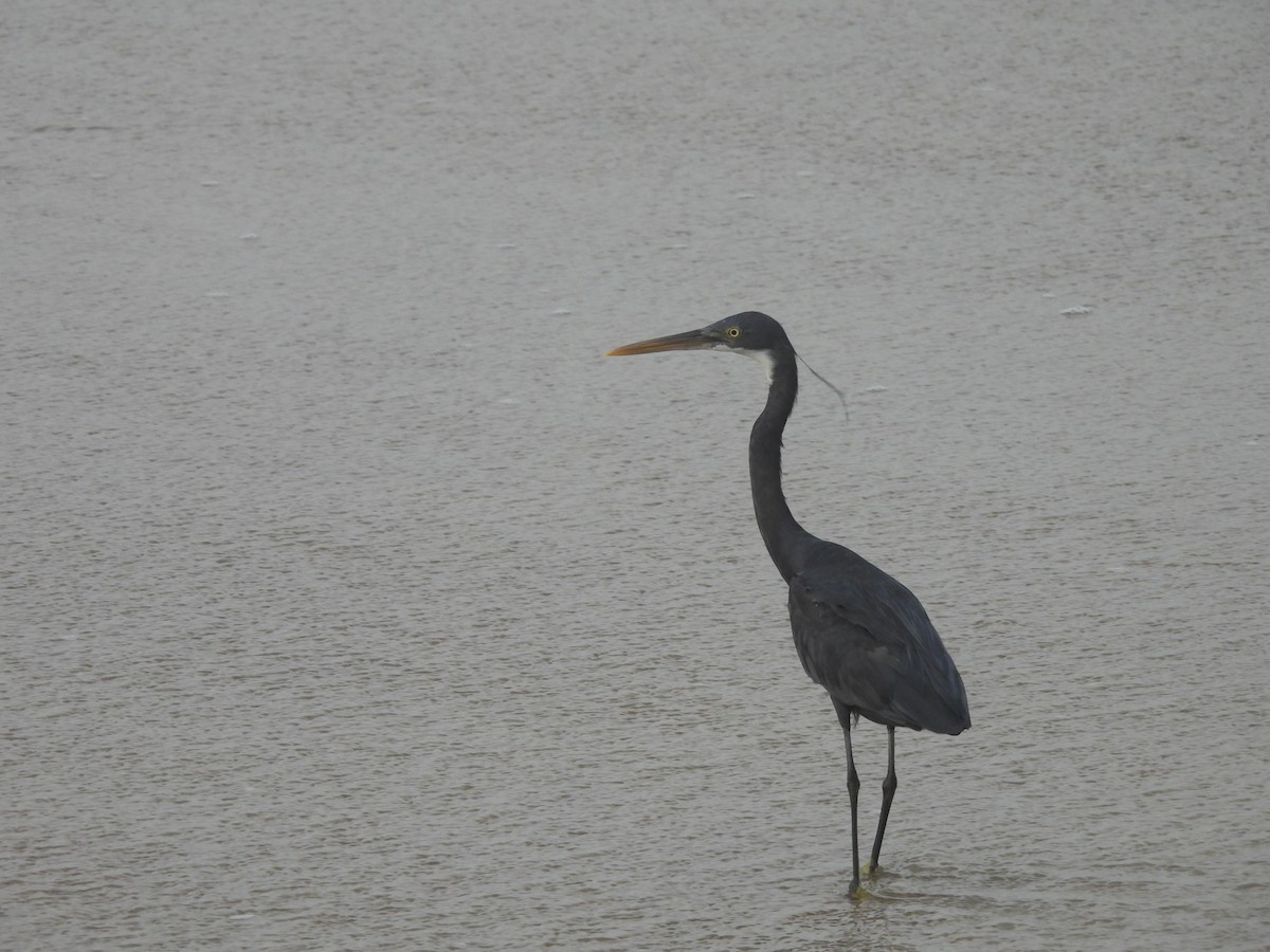 Western Reef-Heron - ML644559953