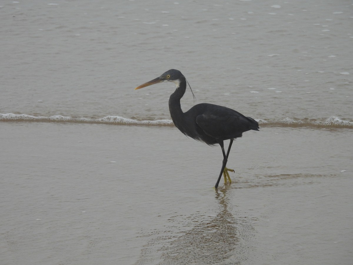 Western Reef-Heron - ML644559954